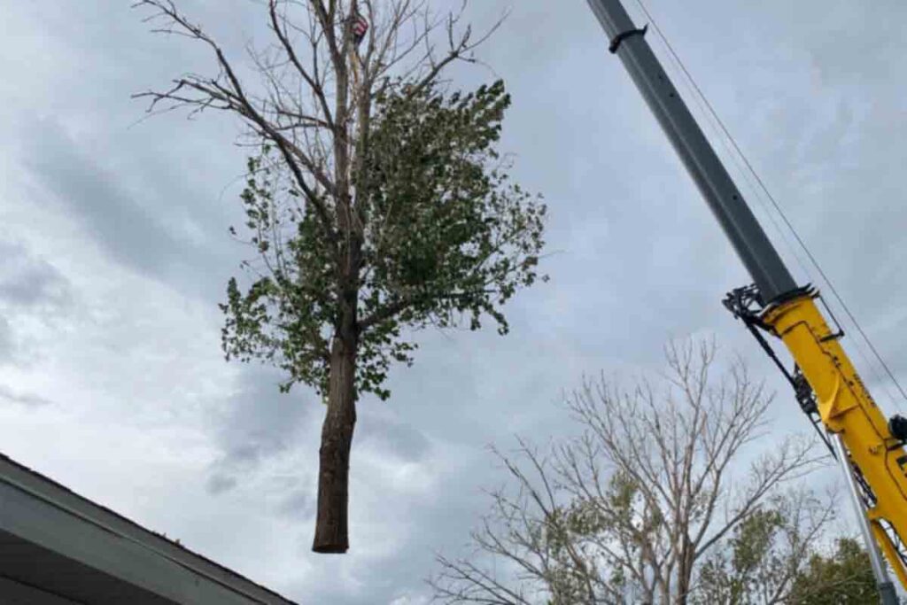 tree removal large tree